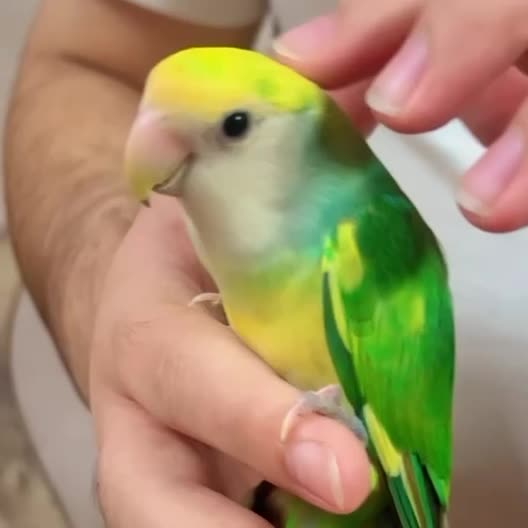 very friendly and nice color - 3