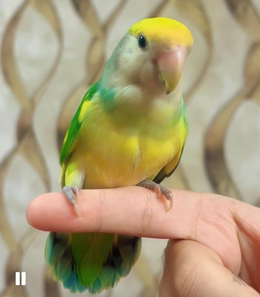 very friendly and nice color - 1