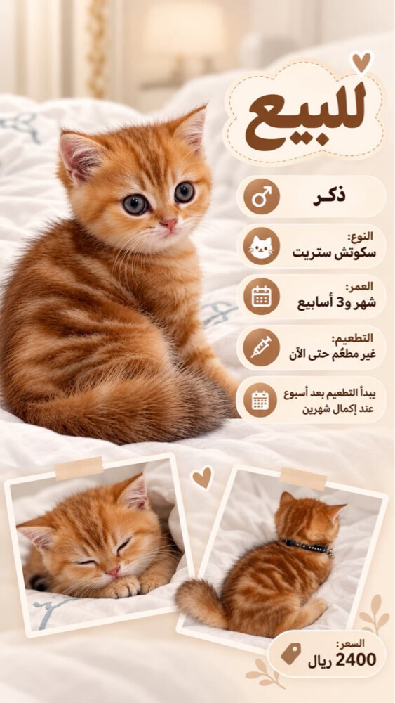 قط سكوتش ستريت - 1