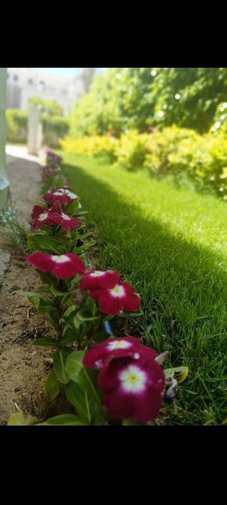مزارع صيانة الحدائق ومتابعه شهري - 3