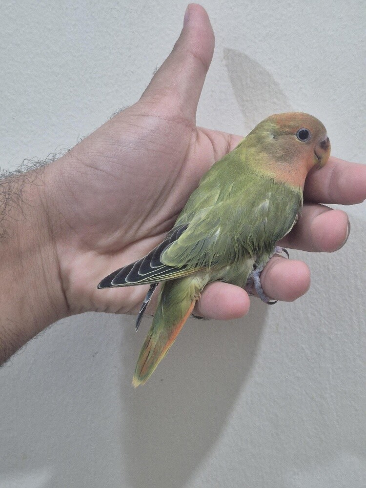 Love bird chick - 2