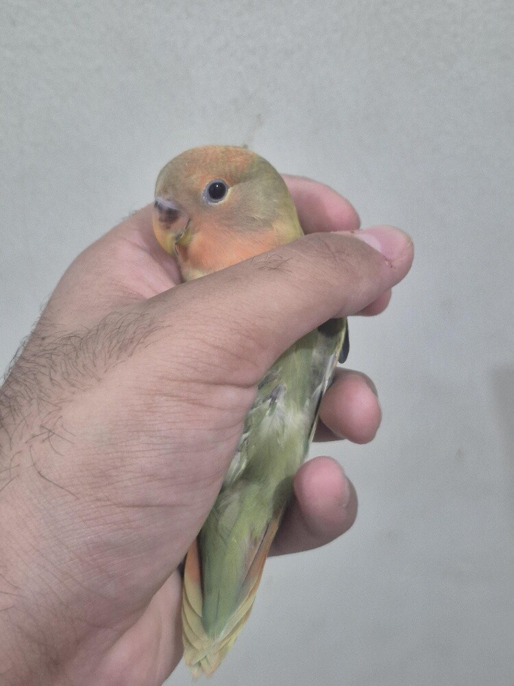 Love bird chick - 1