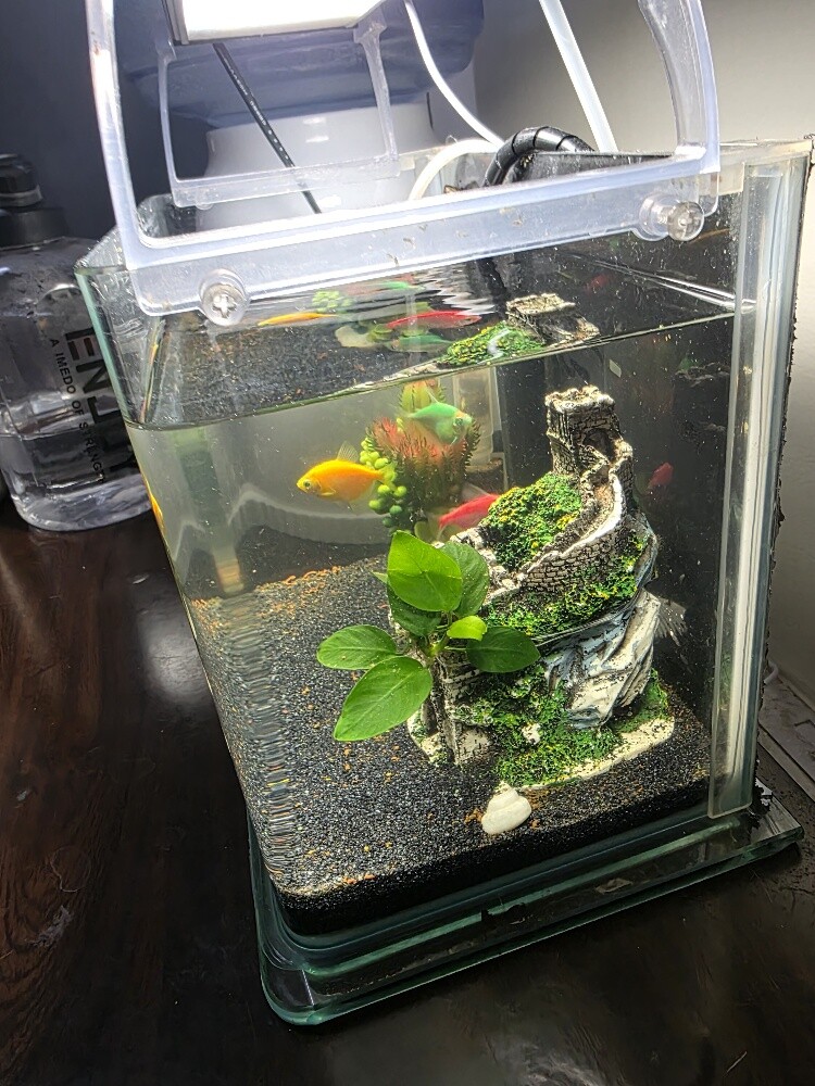 New Aquarium with Full Accessories - 4