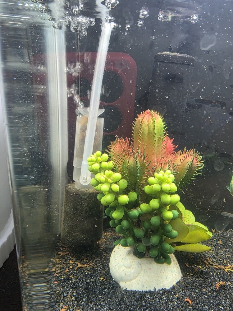 New Aquarium with Full Accessories - 2