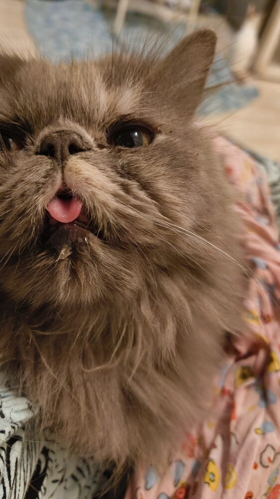 Persian cat - komal - 6