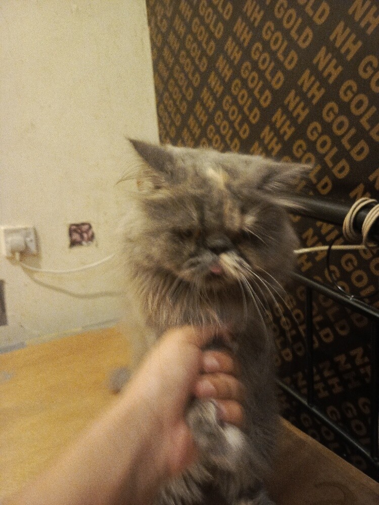 Persian cat - komal - 2