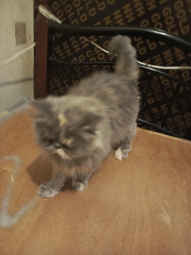 Persian cat - komal - 3