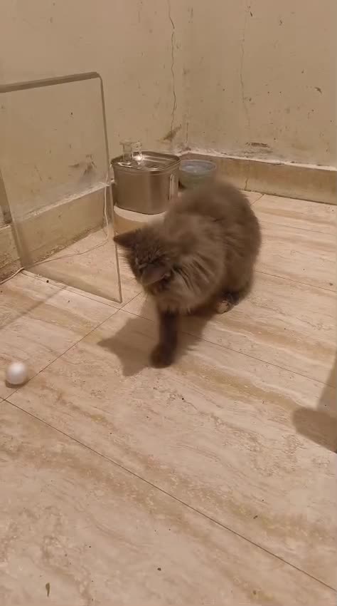 Persian cat - komal - 7