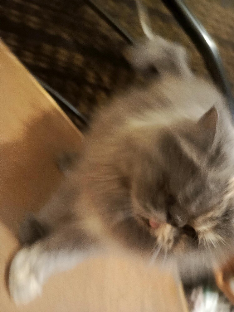 Persian cat - komal - 4