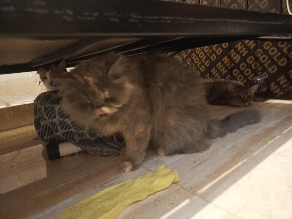 Persian cat - komal - 5