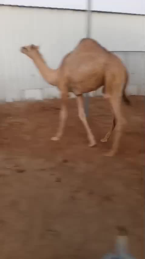 قعود لباني - 1