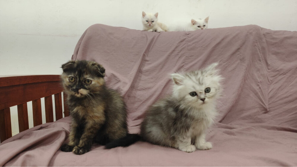 SCOTTISH FOLD AND BRITISH KITTENS - 7