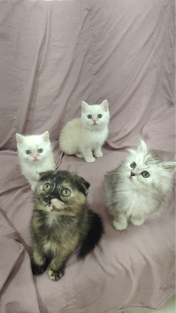 SCOTTISH FOLD AND BRITISH KITTENS - 3