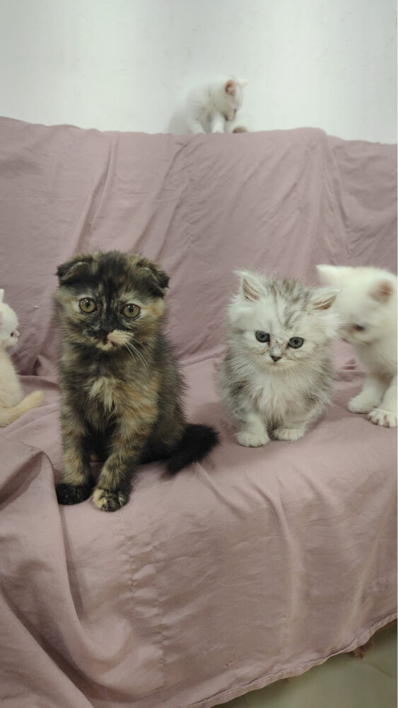 SCOTTISH FOLD AND BRITISH KITTENS - 2