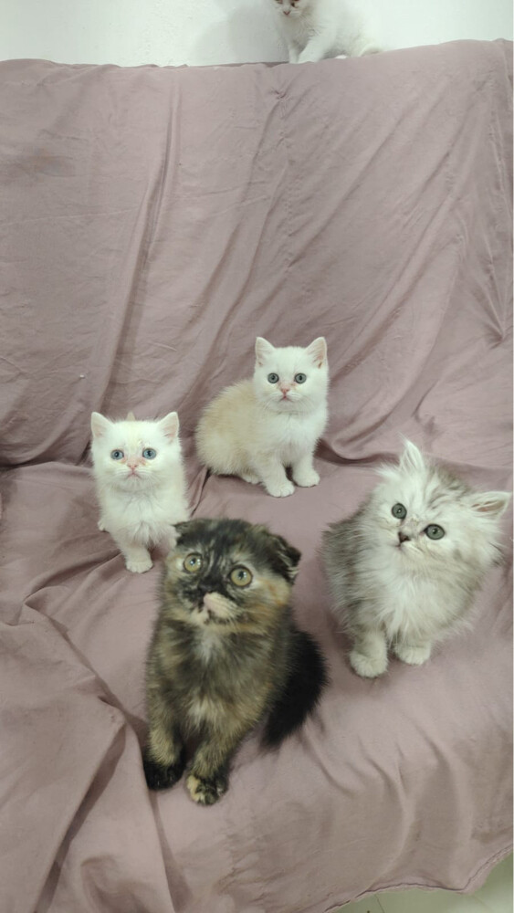 SCOTTISH FOLD AND BRITISH KITTENS - 5