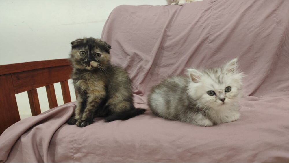 SCOTTISH FOLD AND BRITISH KITTENS - 4