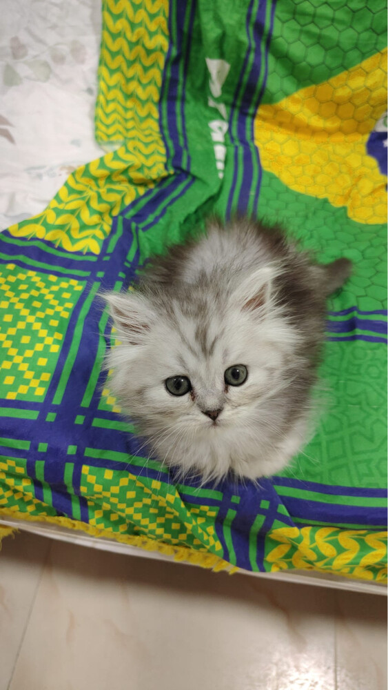 SCOTTISH FOLD AND BRITISH KITTENS - 1