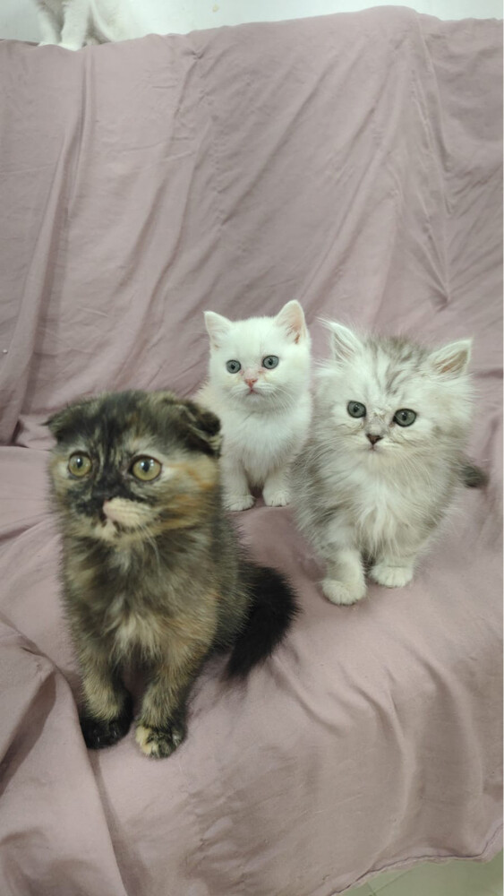 SCOTTISH FOLD AND BRITISH KITTENS - 8