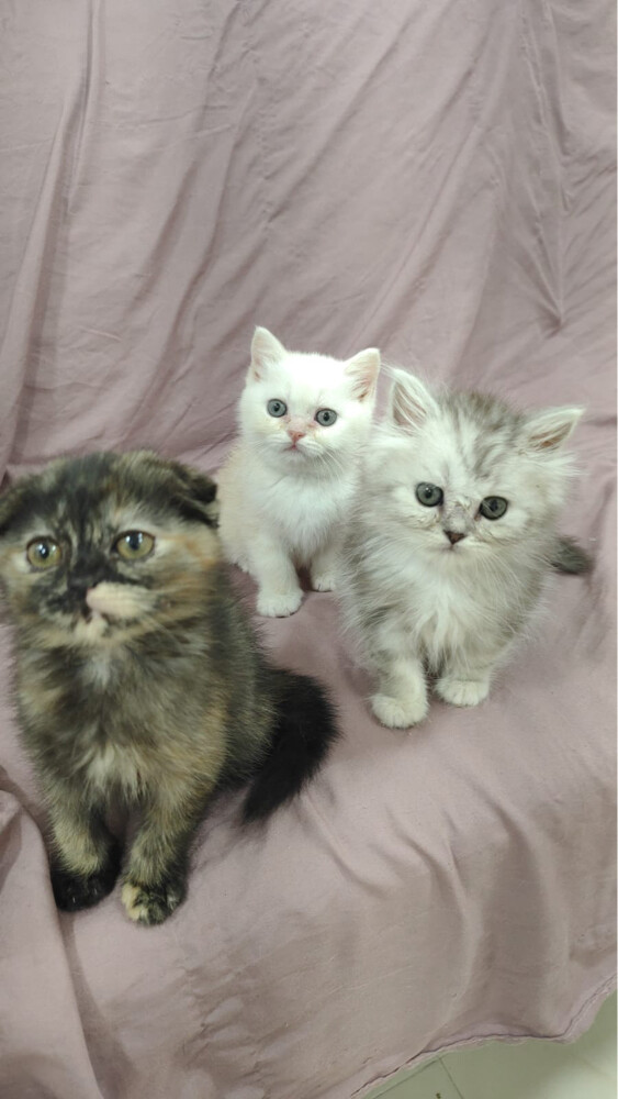 SCOTTISH FOLD AND BRITISH KITTENS - 6