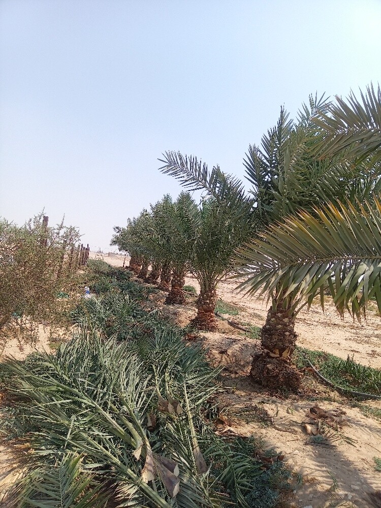 العنايه بالنخيل - 2