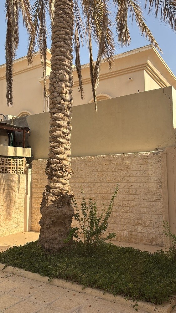 العنايه بالنخيل - 3
