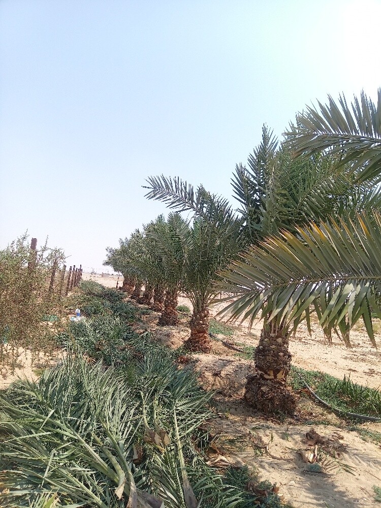 العنايه بالنخيل - 1