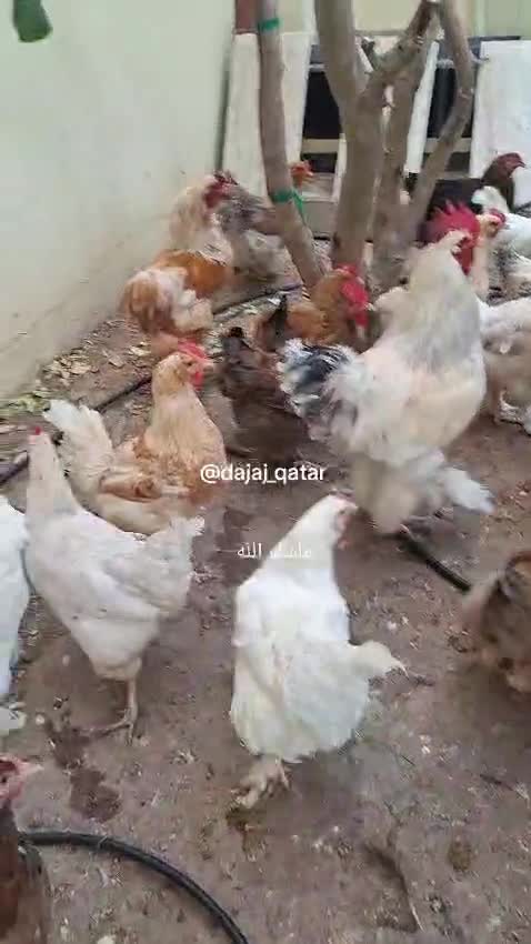 بيض دجاج تركي مخصب - 3