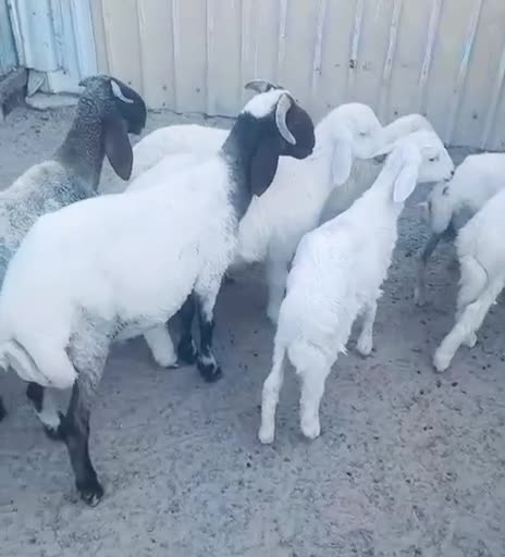 للبيع. هرافي انتاج عزبة بر - 1
