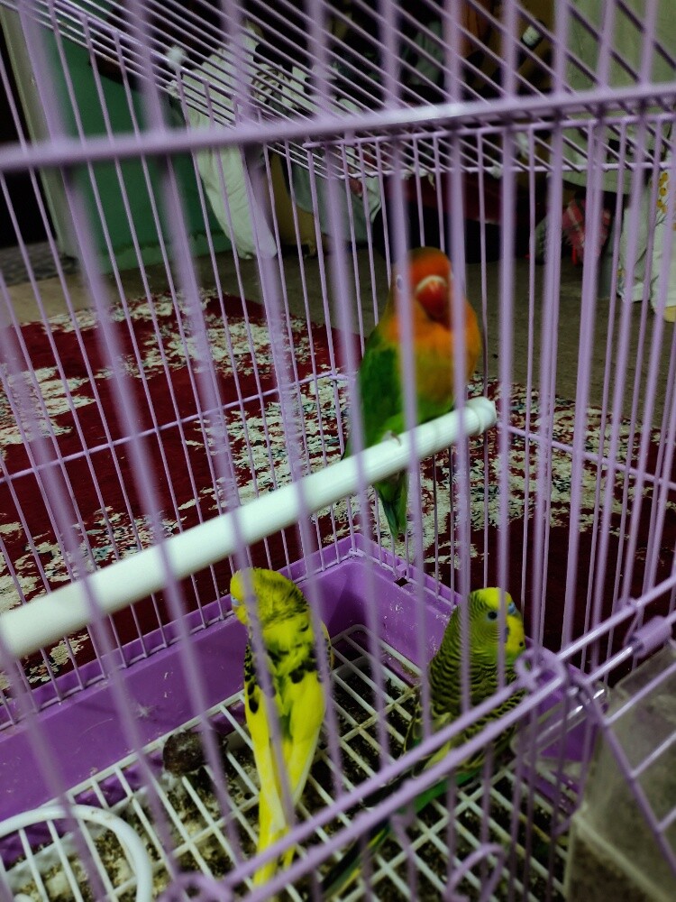 Birds - 4