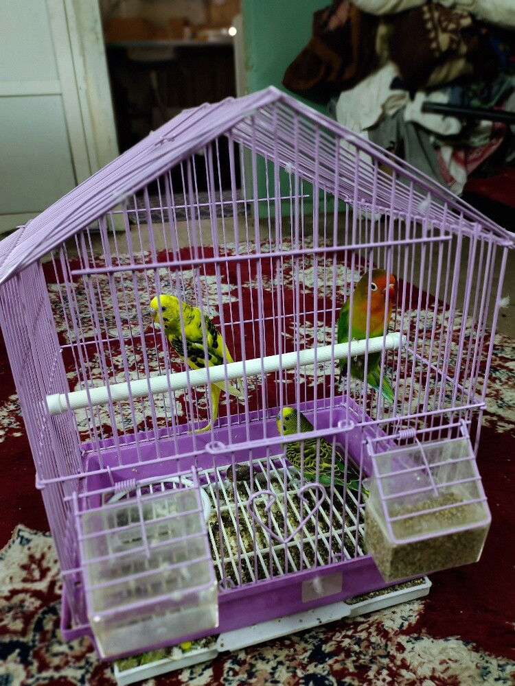 Birds - 1
