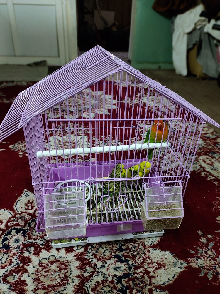 Birds - 2