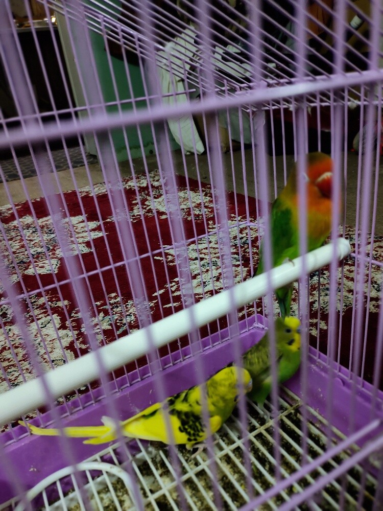 Birds - 3