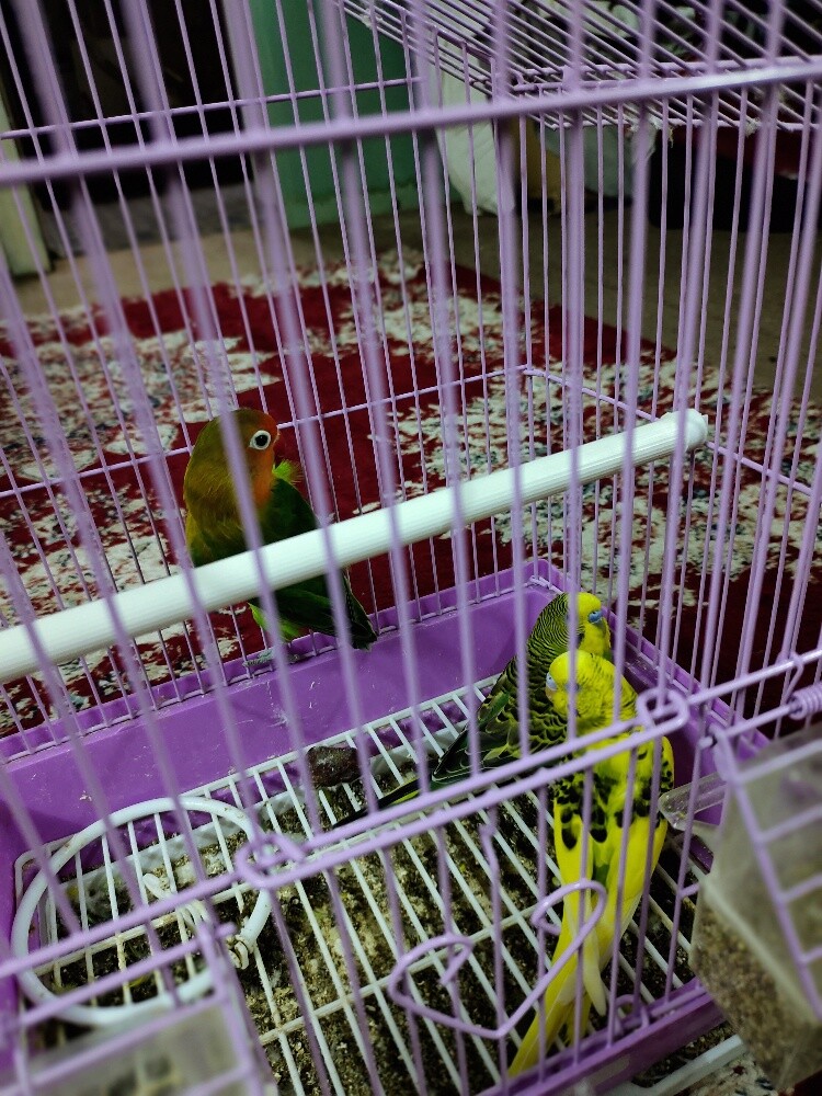 Birds - 5