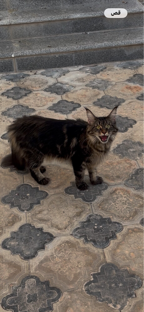 Qween - 2
