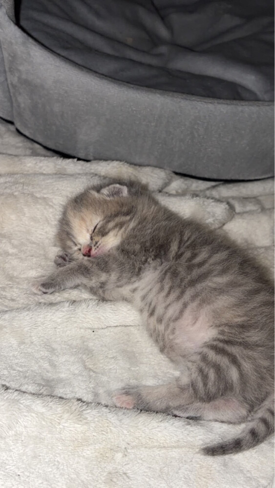 female Scottish fold - 1