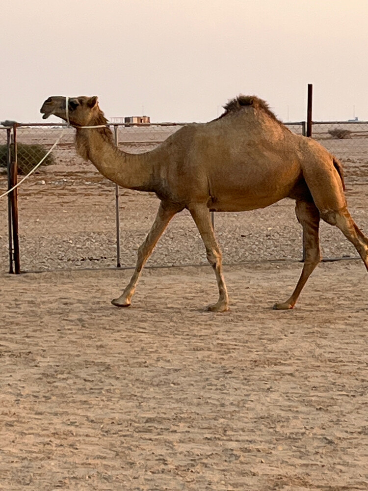 للبيع عشراء - 2