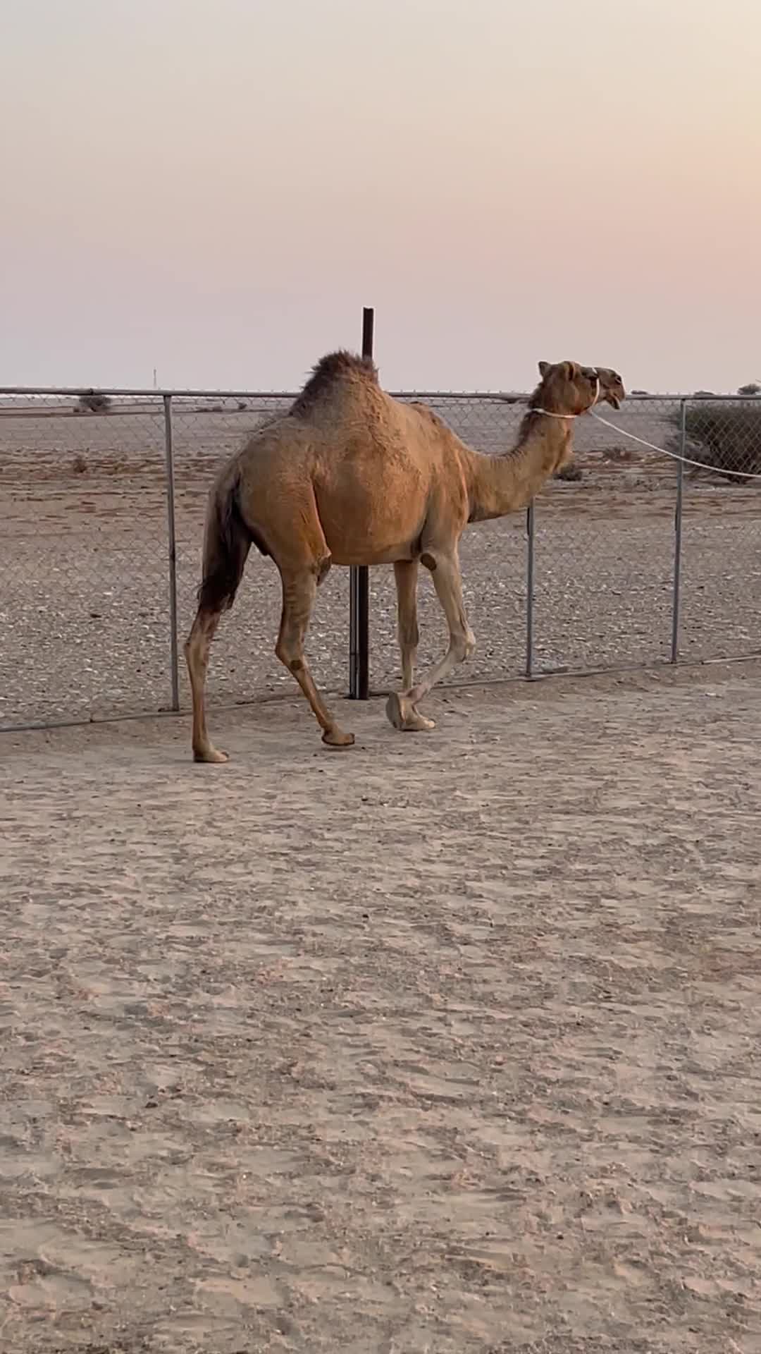 للبيع عشراء - 1