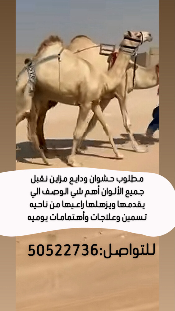 مطلوب حشوان مزاين ودايع - 1