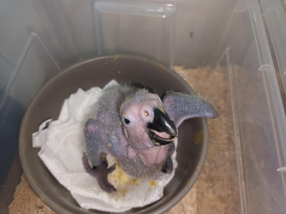 Casko African Grey hand feed parrot - 2