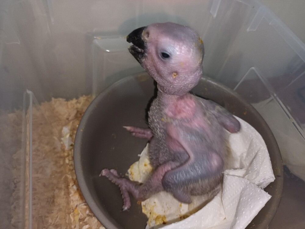 Casko African Grey hand feed parrot - 1