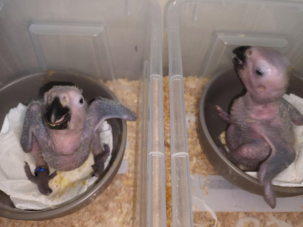 Casko African Grey hand feed parrot - 3