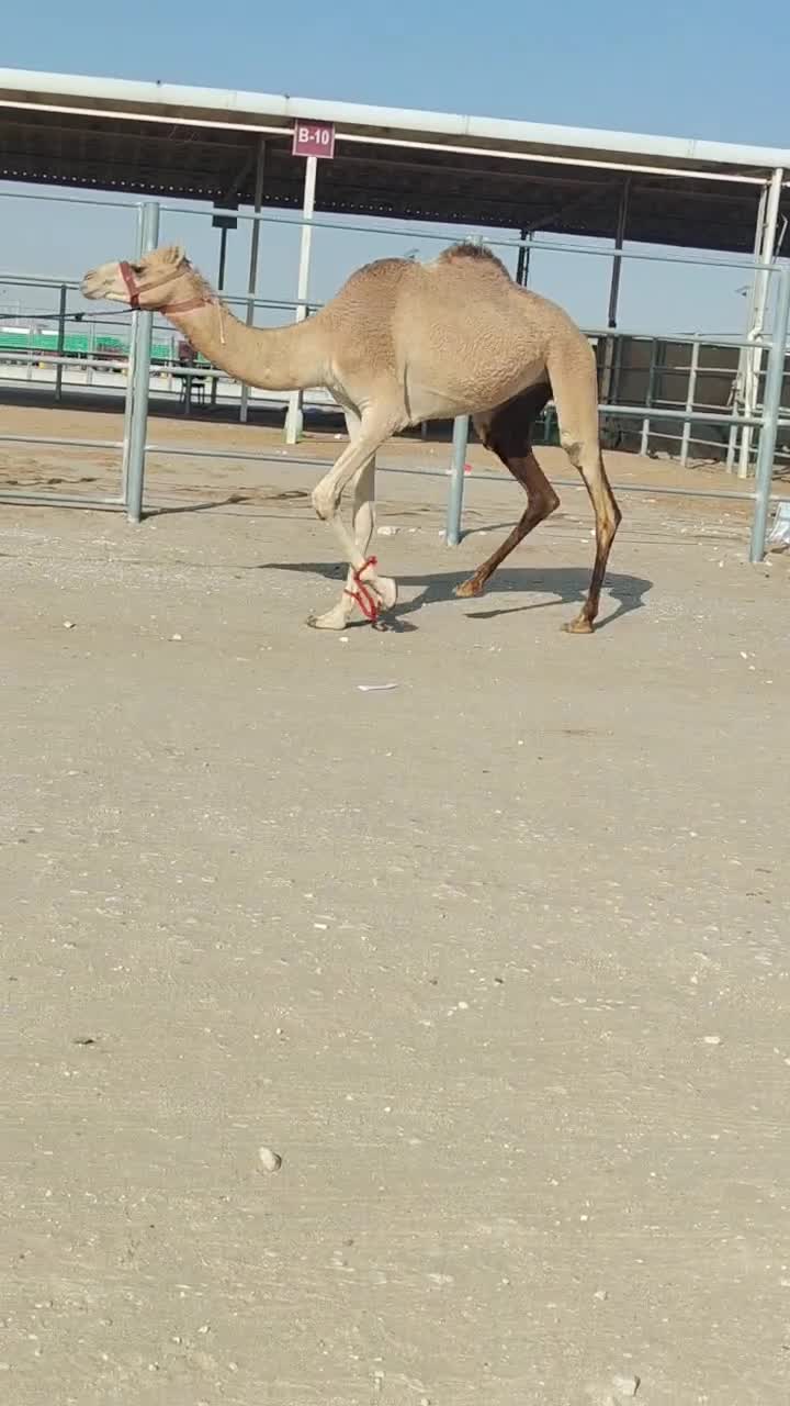 جزعه - 1
