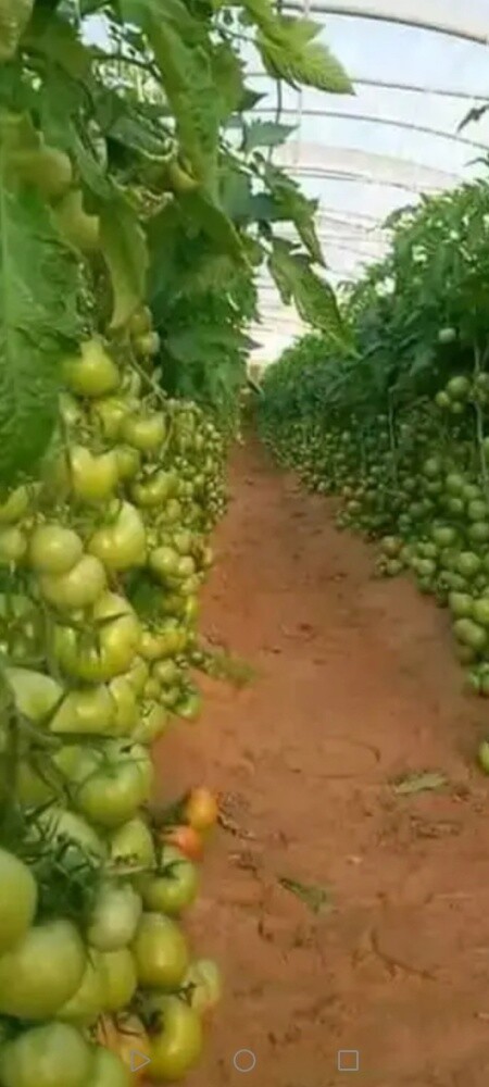 المدينه لزراعه والديكور - 1