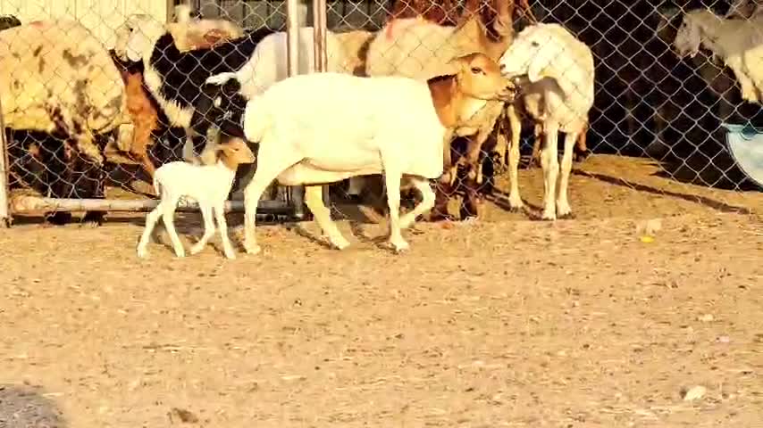 للبيع شاه بربر وليده طيبه - 2
