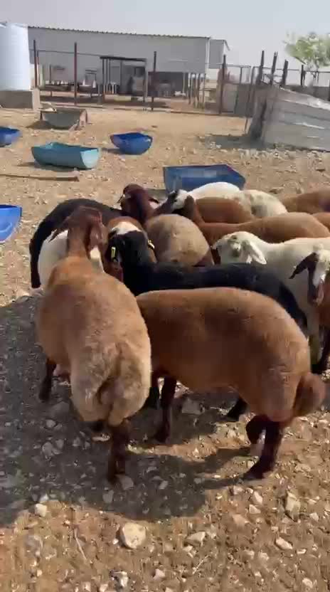 ذبايح فاخره - 5