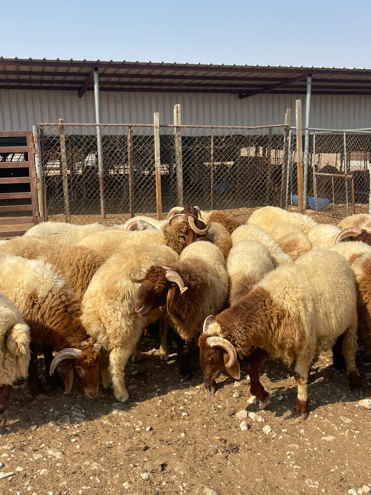 ذبايح فاخره - 2