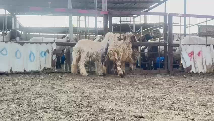 للبيع رخال تربيه - 1