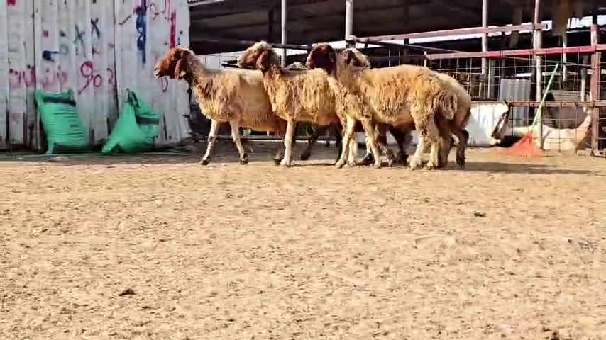 للبيع شوهات سوريه دبس اباكير طيبه - 1