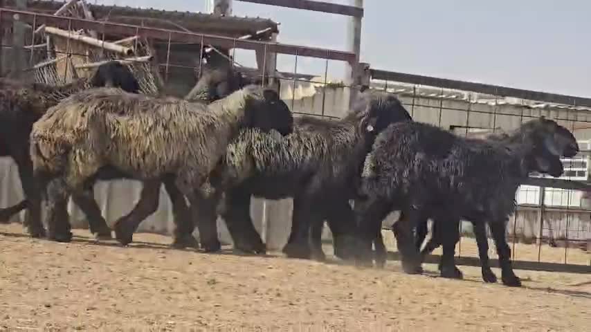 للبيع غنم عرب مراح طيبه - 4
