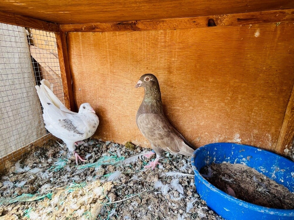 zajal confirm breeding pair - 1